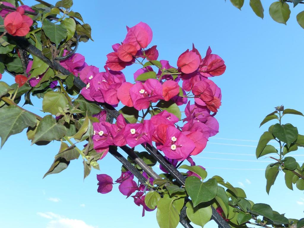 Appartamento Felicita Palaiokastritsa Esterno foto